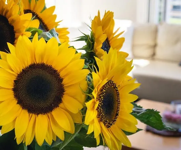 Kurviertel I Apartmán